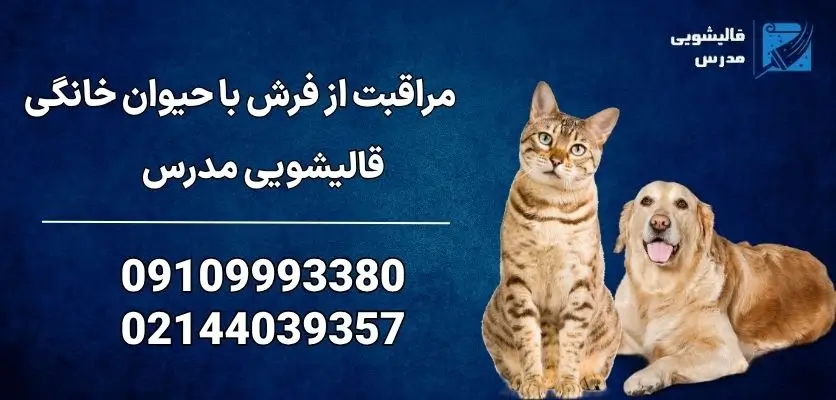 مراقبت از فرش با حیوان خانگی