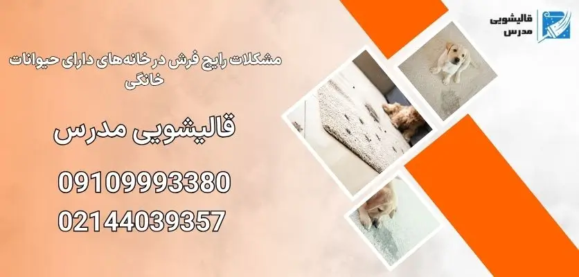 مشکلات رایج فرش در خانههای دارای حیوانات خانگی
