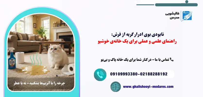 از بین بردن بوی ادرار گربه از فرش